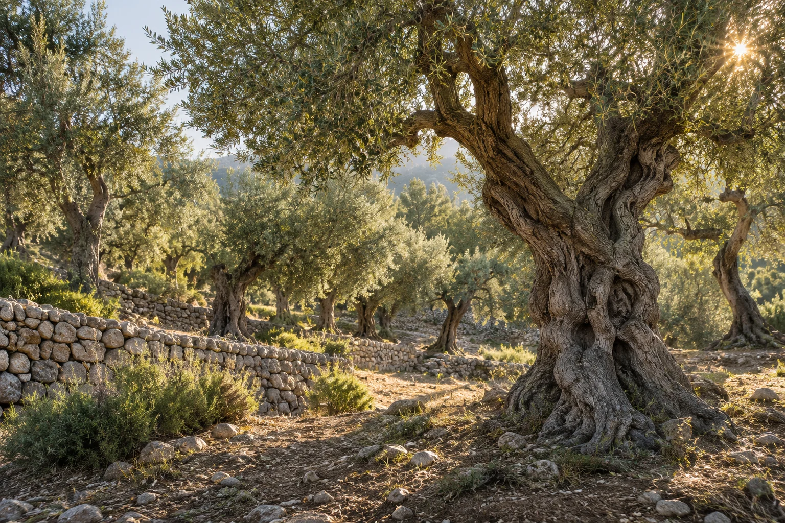 Illustration eines mediterranen Olivenhains mit alten Bäumen und einer Trockensteinmauer
